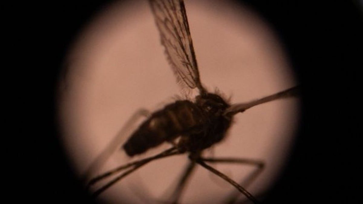 Dengue vakcina: Jelentős áttörés a közegészségügyben és a betegségmegelőzésben